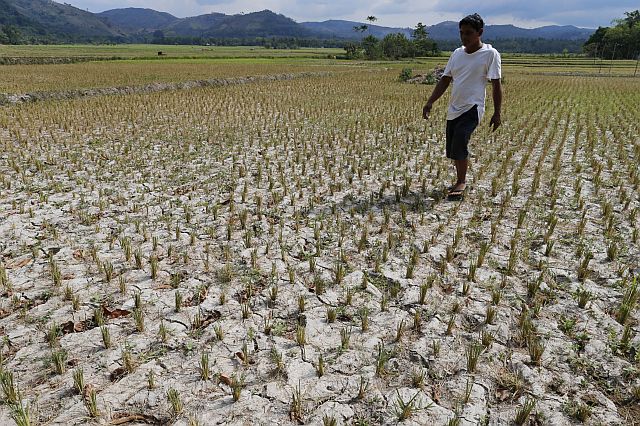 Farmer Dante Bagas walks at his 3-hectare ricefield destroyed by dry spell in Burungutan village, North Upi, Maguindanao. (INQUIRER)