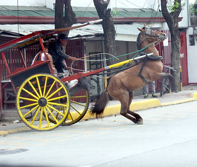 SILOY IS WATCHING: A tartanilya driver tries to calm down his horse that goon wild at V. Rama Ave. barangay Calamba that cuase danger to his passenger. May be its time that the horse had to get rest from the whole day travel.