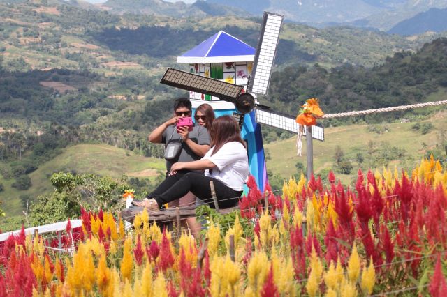 SIRAO GARDEN. More visitors are expected to be drawn to the flower garden in Barangay Sirao with the owner, Maria Elena Sy Chua, planning to grow Burlas in red and yellow all year round. Among the newly added attraction is a windmill. (CDN PHOTO/JUNJIE MENDOZA)
