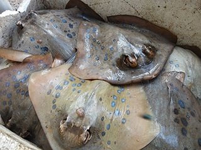 The stingrays weighed 44 kilos and were estimated to cost P4,400 with P100 per kilo. (CDN PHOTO/VICTOR ANTHONY V. SILVA)