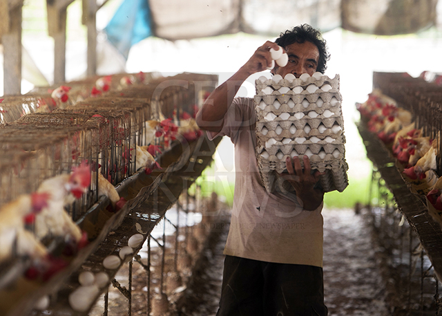 Poultry farms in Bantayan, which supply eggs in Cebu and even Manila, were hit by the power shortage. (CDN PHOTO/TONEE DESPOJO)