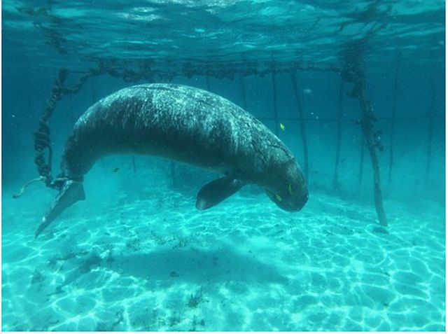 Divers found a pair of illegally captured sea cows or dugongs in Indonesia. The adult was bound by a rope wrapped around its tail.  The two, which seem to be mother and its calf, were eventually freed. (Screen Grab from Delon Lim’s Facebook page) 