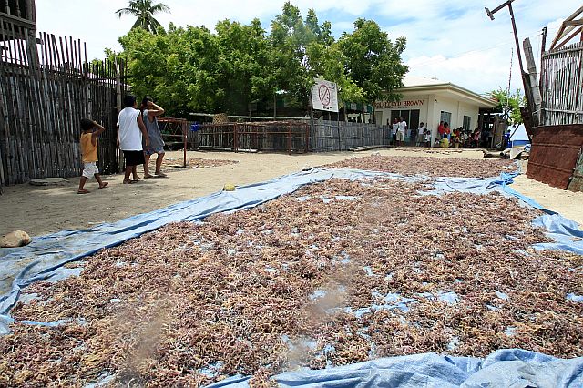 CAUBIAN ISLAND /JULY 16, 2008:Caubian island barangay has a total of 3,000 population seaweeds and fishing is most of the livelihood.(CDN PHOTO/JUNJIE MENDOZA)
