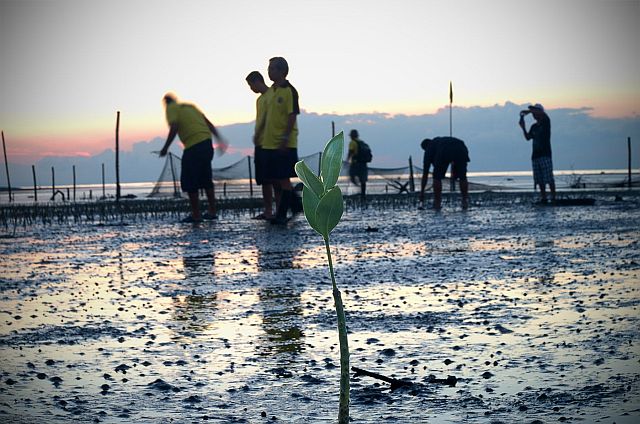 The Cebu provincial government will hold a mangrove planting in Minglanilla tomorrow in celebration of Earth Day. (CONTRIBUTED)