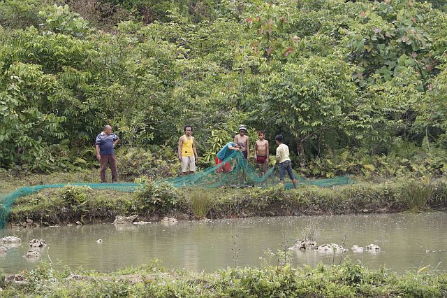 Dedito Rica, together with his men, harvests tilapia by using a dip net from his backyard pond in Carmen town. (CONTRIBUTED)