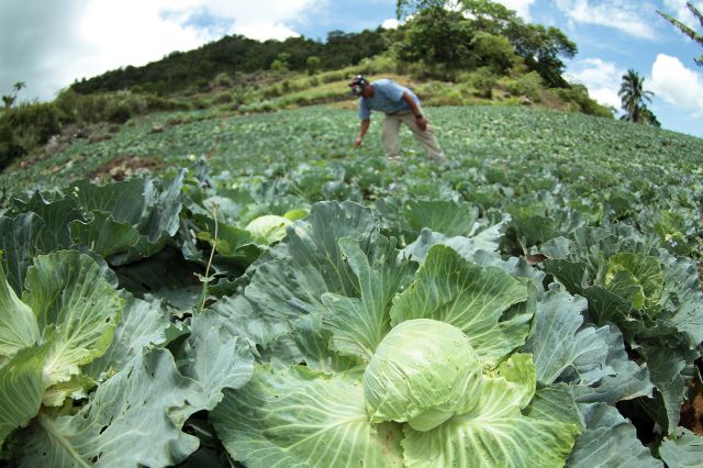 Vegetable farmer Valeriano Cariquitan of Barangay Mantalongon, Dalaguete shows his cabbage farm that is heavily damaged by the long dry spell. (CDN PHOTO/FERDINAND EDRALIN)