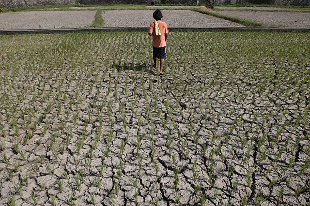  Farmer Ruben Villavelez’s rice plantation in Sitio Libo, Mohon, Talisay City was damaged by the long dry spell. He is seeking government assistance to help him recover from his losses. (CDN PHOTO/TONEE DESPOJO)