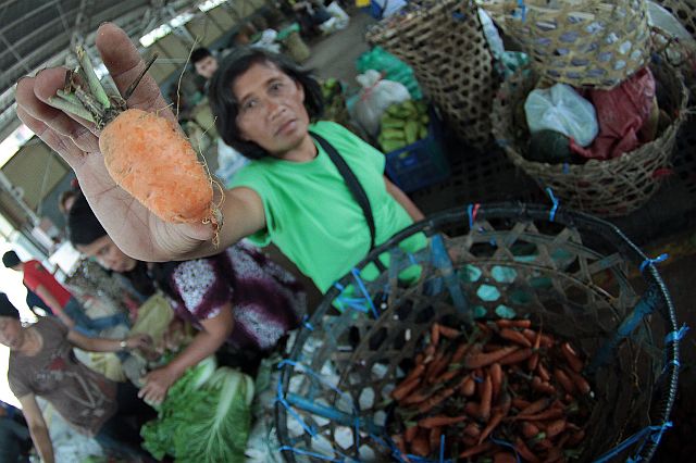 A farmer from Mantalongon, Dalaguete shows a stunted carrot. Vegetable production in Mantalongon has declined because of the intense heat due to the El Niño phenomenon. (CDN PHOTO/FERDINAND EDRALIN)