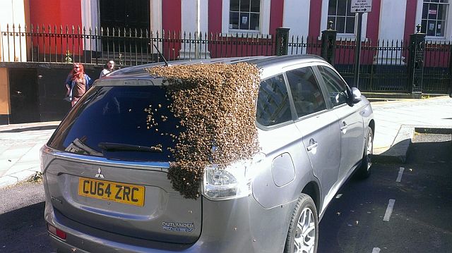 A swarm of bees chase a Welsh after their queen gets stuck in the boot of her car. (Inquirer.net)
