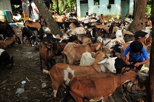 Local government units in Cebu receive livelihood aid through hybrid goats. (CONTRIBUTED)