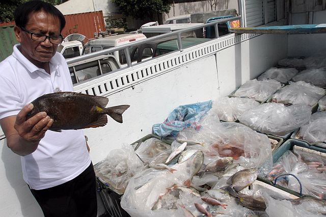 Maximiano Hontanosas of the Cebu Provincial Anti-Illegal Fishing Task Force examines some of the confiscated blasted fish carried in 27 boxes by a truck intercepted in Barangay Estaca, Compostela town. (CDN PHOTO/JUNJIE MENDOZA)