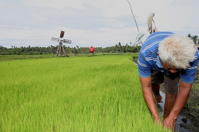 The El Niño phenomenon had minimal impact on rice farms in Central Visayas. Nonetheless, the National Food Authority assured there is enough supply for the next 62 days for the entire region. Local government units are encouraged to take part in NFA’s “MOA for Calamities” program to be able to get rice supply in times of calamities. (CDN FILE PHOTO)