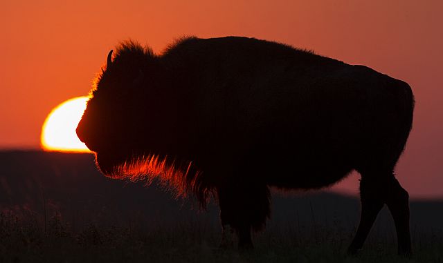 An American Bison grazes at the Tallgrass Prairie National Preserve near Strong City, Kansas in this file photo. (AP)