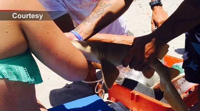 Rescuers try to remove the shark from the woman’s arm. (SCREENGRAB from Sun-Sentinel VIDEO)