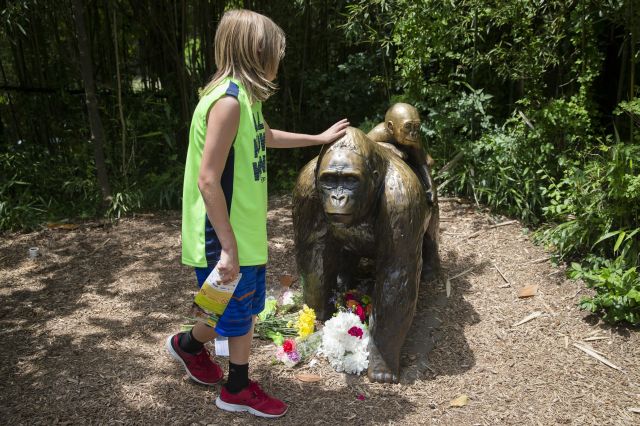 A child touches the head of a gorilla statue where flowers have been placed outside the Gorilla World exhibit at the Cincinnati Zoo & Botanical Garden. Harambe, the 400-pound gorilla, was shot dead by zoo officials.(AP)