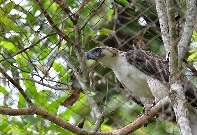 A Philippine eagle named “Pag-asa” (hope), the first to be bred and hatched in captivity, is resting inside an inclosure at the Philiippine Eagle Foundation (PEF) center in Davao City, in southern island of Mindanao in this February 17, 2016 photo. (INQUIRER.NET) 