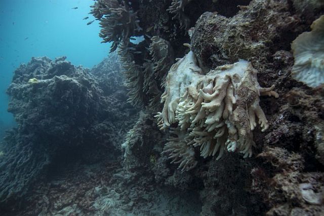Decomposing coral is shown on the Great Barrier Reef in Australia in this May 2016 photo by XL Carlin Global Reef Record.