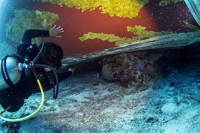 A diver finds a healthy coral head directly under the hull of MV Belle Rose which ran aground and plowed through Monad Shoal early morning of June 13. (CDN PHOTO/FERDINAND EDRALIN)