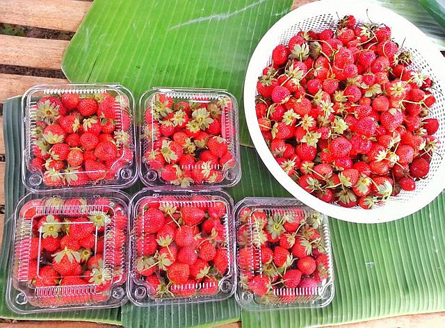Strawberry harvest at Sergio’s Farm. (CONTRIBUTED PHOTO/FRAULINE MARIA SINSON)