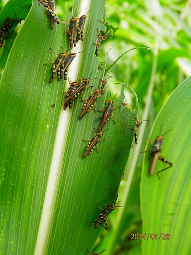 A farmer checks on corn plants attacked by locusts (above) in one of the five northern towns in Cebu. At right, a close up of the locusts eating on the leaves of the corn plant. (Contributed photos)