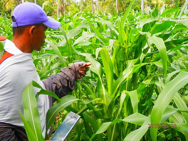 A farmer checks on corn plants attacked by locusts (above) in one of the five northern towns in Cebu. At right, a close up of the locusts eating on the leaves of the corn plant. Contributed photosA farmer checks on corn plants attacked by locusts (above) in one of the five northern towns in Cebu. At right, a close up of the locusts eating on the leaves of the corn plant. (Contributed photos)