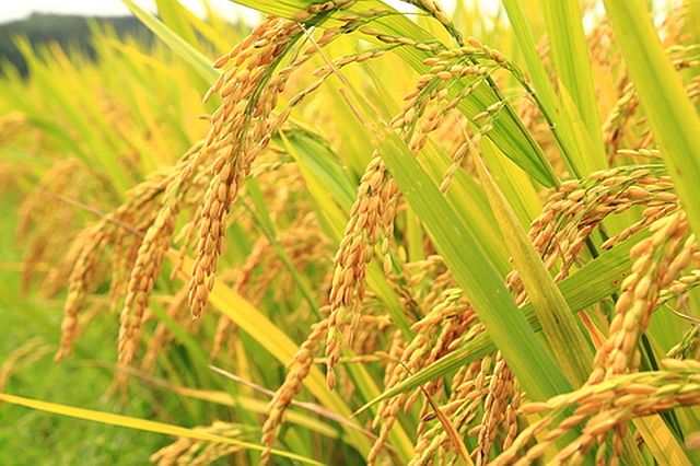 Vietnamese Minister of Industry and Trade Tran Tuan Anh is asking the Philippine government to consider extending their rice trade deal to 2020. (Contributed)