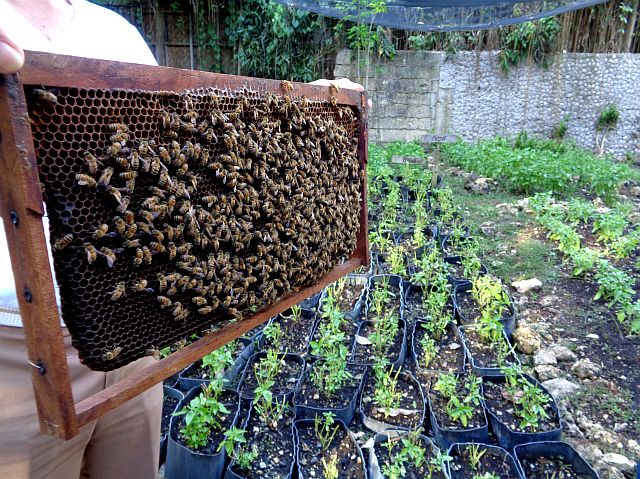 A closer look at the bees producing honey at  the Bohol Bee Farm,  an organic farm with  a restaurant and rooms  in Panglao.
