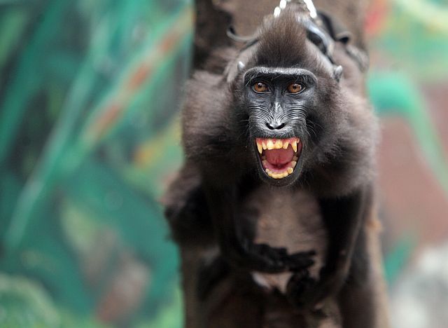 One of the monkeys at the Cebu City zoo. (CDN PHOTO/TONEE DESPOJO)