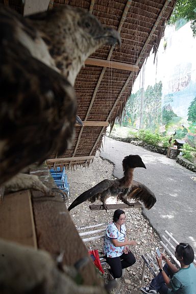 CEBU CITY ZOO/SEPT 15,2016: Dr   CEBU CITY ZOO/SEPT 15,2016: Cebu City  zoo OIC Dr. Pilar Romero interview by CDN reporter at Cebu City zoo. Above are the preserved birds after they died at the zoo. (CDN PHOTO/TONEE DESPOJO)
