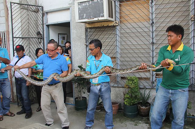 Staff of Cenro hold the python that measures 10.5 feet long (CDN PHOTO/NORMAN MENDOZA).