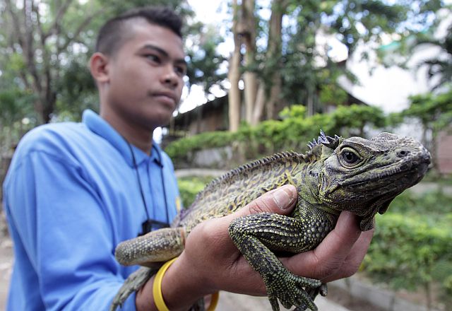 A Cebu City Zoo employee carries an iguana, which is one of the attractions at the zoo (CDN file PHOTO).