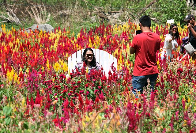 SIRAO FLOWERS/OCT. 22, 2016: Foreign and local visitors visit the Sirao Flower gardens on barangay Sirao a mountain barangay of Cebu City as colorful flowers are bloomimg again and its good for selfies as souvenier.(CDN PHOTO/JUNJIE MENDOZA)