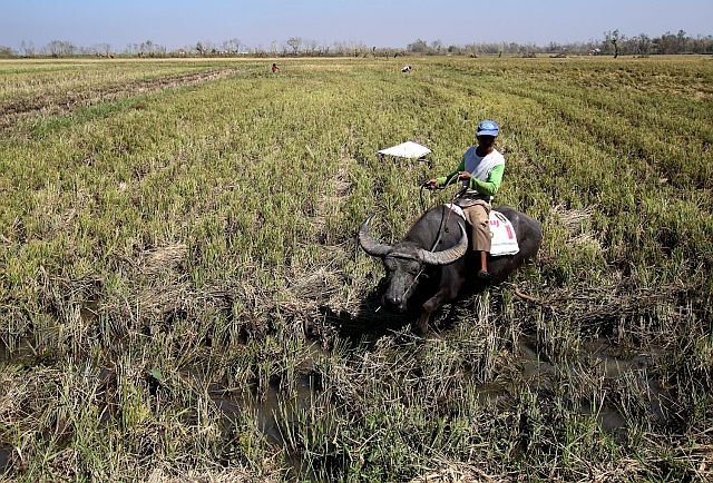Farmer Boyet Romero look for crops that he can still salvage from his farm after supertyphoon Lawin hit Solana, Cagayan province. (Inquirer.net) 