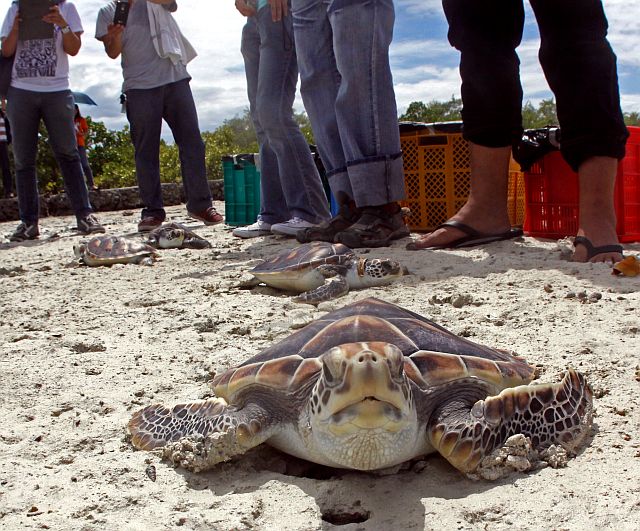 One of four turtles were released from captivity by environment officials at the Olango Island Wildlife Sanctuary in San Vicente, Olango Island, Lapu-Lapu City in this March 9, 2013, file photo.