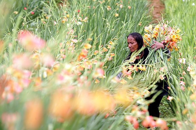 CUT FLOWERS. A  farmer in Barangay Sirao, Cebu City’   has started    harvesting her flowers  in time  for  next week’s commemoration of  “Kalag-kalag,” or All Souls’ Day and Saints’ Day (CDN PHOTO/TONEE DESPOJO). 