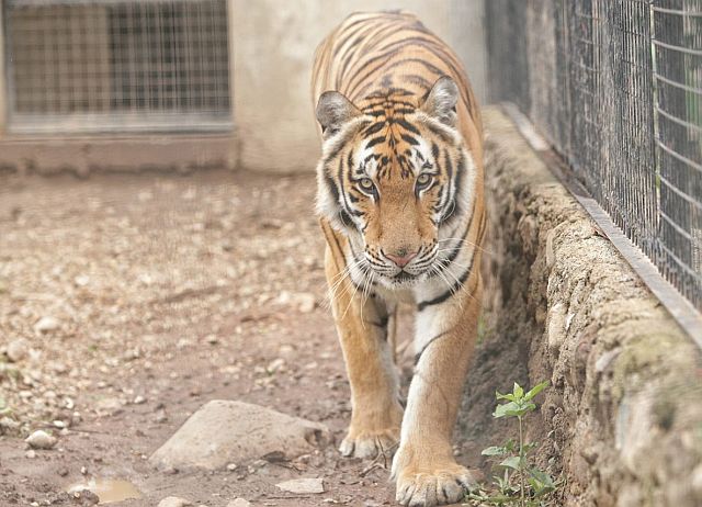 The Bengal tiger (CDN PHOTO/TONEE DESPOJO). 