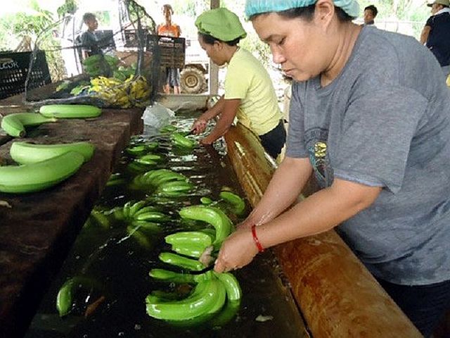 With the Chinese government committing to buy $100 million worth of bananas, the local traders are encouraged to explore going into the fruit exporting business. (INQUIRER FILE).