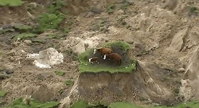 Three cows are stranded on an island of grass in a paddock that had been ripped apart following an earthquake near Kaikoura, New Zealand Monday (AP). 
