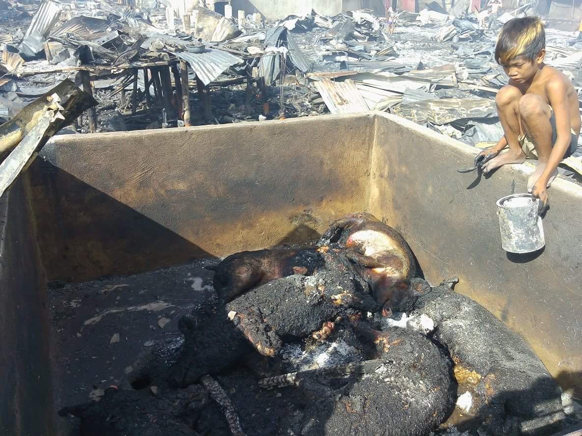 A child looks at dead pigs that were burned alive at Barangay Duljo-Fatima. Around P1.5 million worth of properties, including this piggery, were damaged by the fire that lasted seven hours affecting five sitios. (CDN PHOTO/JUNJIE MENDOZA)