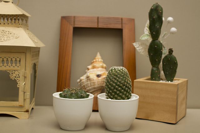 Desk cacti and succulents (CDN PHOTO/EDD BUENAVIAJE). 