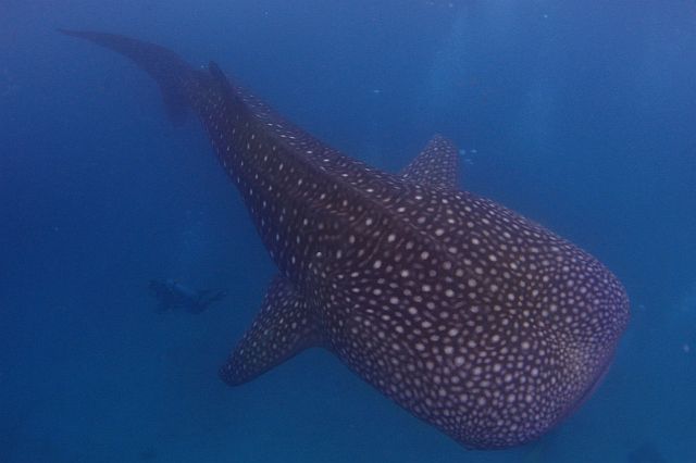  The International Union for the Conservation of Nature (IUCN) declared the Rhincodon typus (whale sharks) as endangered just last weekend. They are a star attraction in Oslob town. (CDN FILE PHOTO). 