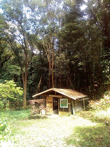 The experimental forest of the Osmeña Reforestation Project houses a clonal nursery which studies the growth and production of tree species. (CDN PHOTO/CRIS EVERT LATO-RUFFOLO)