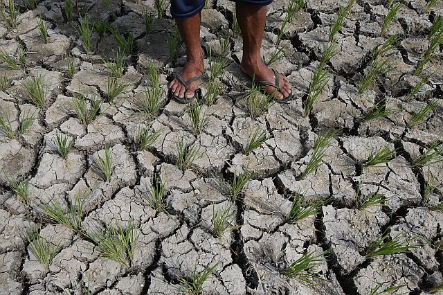 Farmer Ruben Villavelez could help himself of his rice plantation who that was damaged by El Nino in sitio Libo, Mohon Talisay City. Vilavelez worried who loaned to finance his craft and the government for help. (CDN PHOTO/TONEE DESPOJO)