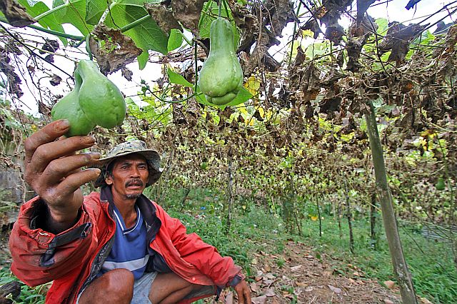 Dionisio Seguerra, a farmer in the mountains  of Mantalongon, Dalaguete shows to Cebu Daily News his vegetables which shrunk at the onset of last year’s El Niño phenomenon. The prolonged dry spell led the Cebu Provincial Capitol to declare a province-wide state of calamity as the intense heat dried up water sources and caused a decline in farm products. Deaths caused by heatstroke were also reported along with conflicts over access to water and stolen livestock. (CDN PHOTO/TONEE DESPOJO)