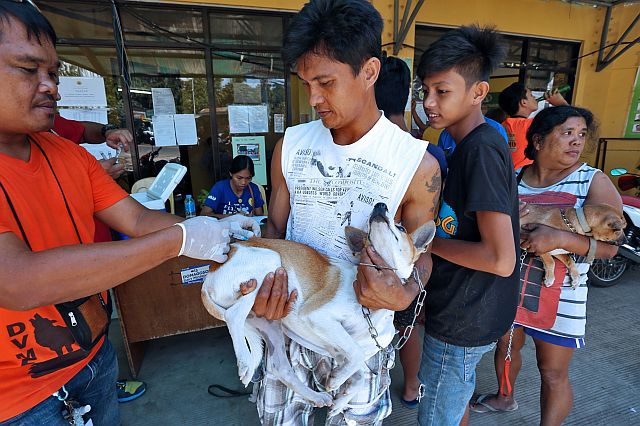 Anti-rabies vaccinations are being  intensified in the different barangays in  the cities of Cebu and Mandaue following last week’s incident in Barangay Casuntingan where a rabid dog running wild attacked at  least 24 people. (CDN PHOTO/JUNJIE MENDOZA)
