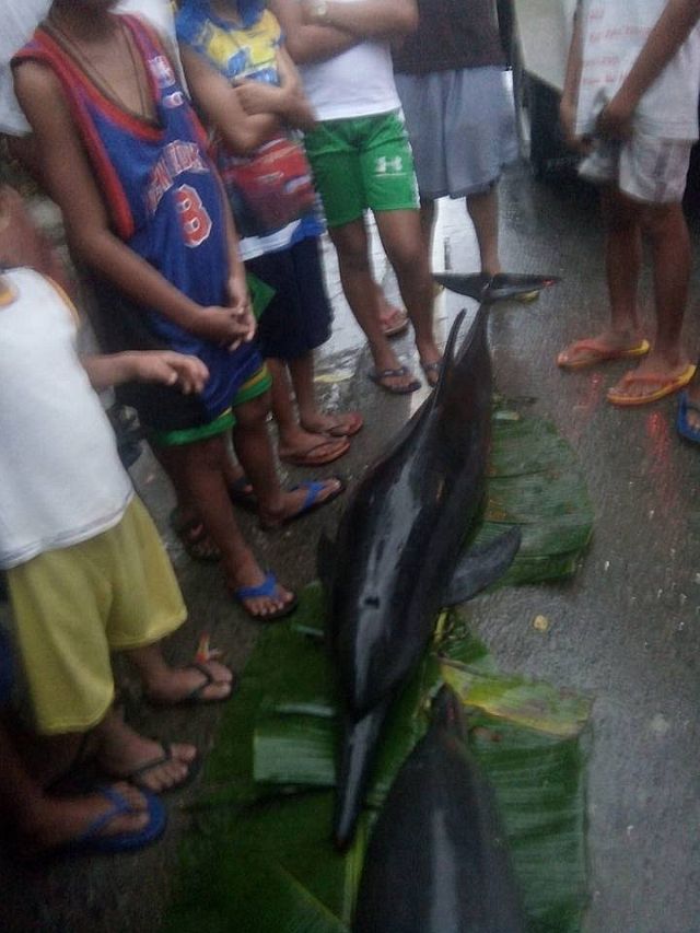 Two juvenile dolphins died after they were washed off by strong waves in the town of Malabuyoc. (Contributed photo by Erik Ybas)