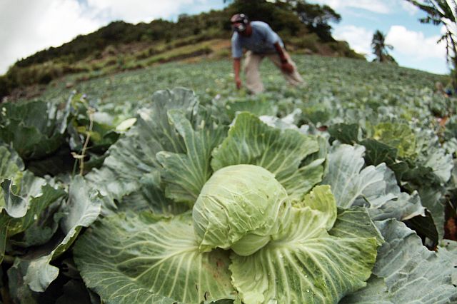 A farmer tends to his cabbage farm in Barangay Mantalongon, Dalaguete, Cebu in this April 2016 photo. (CDN FILE)
