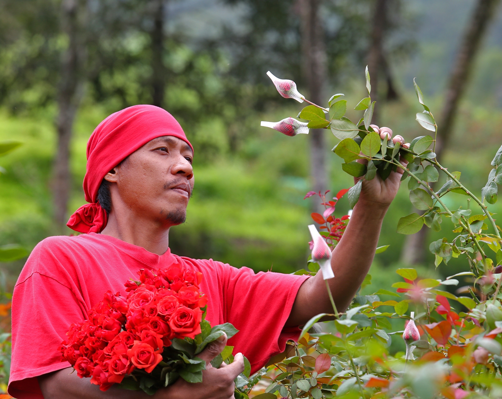 Flower farmer Ariel Lastimosa, starts harvesting roses in  the mountain village of  Bonbon, Cebu City in preparation for Valentine’s Day on Tuesday.  The roses will be brought to Freedom Park where they will sell for  more than  three times the usual   cost.  CDN PHOTO/JUNJIE MENDOZA