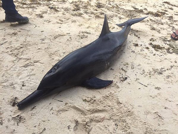 A spinner dolphin was found dead at Panagsama Beach in Moalboal on Friday morning.  Via Kristina Luz Uy Tapales