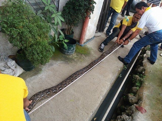 A python measuring 12 feet was turned over to Canjulao Barangay Hall for proper disposition. (CDN PHOTO/NORMAN MENDOZA)